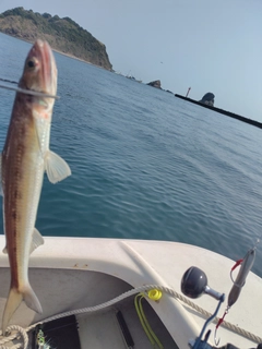 エソの釣果