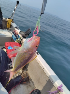 イトヨリダイの釣果