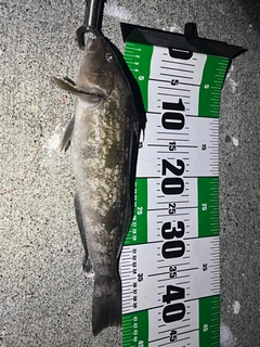 アイナメの釣果