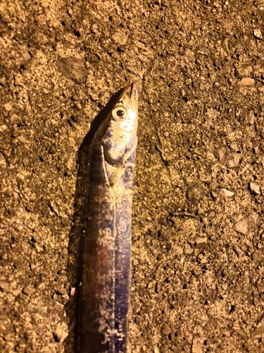 タチウオの釣果
