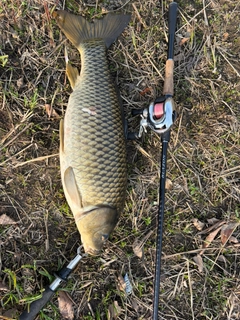 コイの釣果