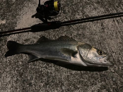 フッコ（タイリクスズキ）の釣果