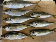 アジの釣果