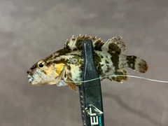 タケノコメバルの釣果