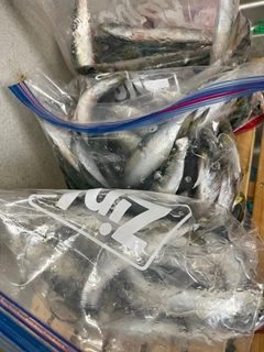 マイワシの釣果