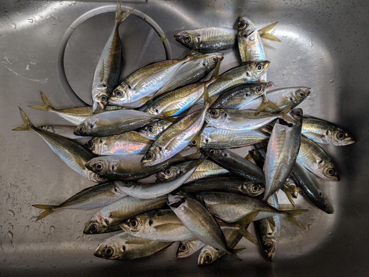 アジ専用アングラー@ほぼアジ さんの 2026年03月28日のアジの