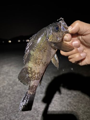 メバルの釣果