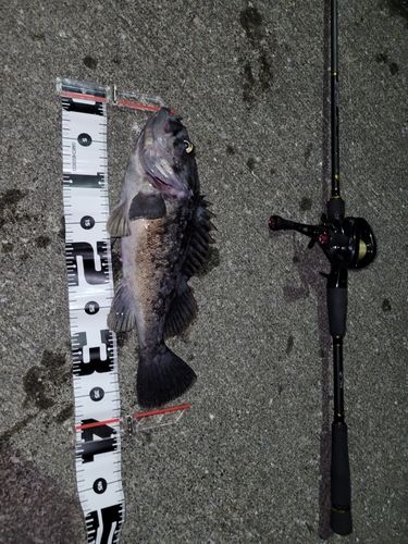 クロソイの釣果