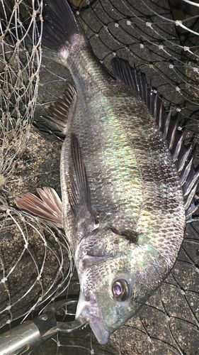 チヌの釣果