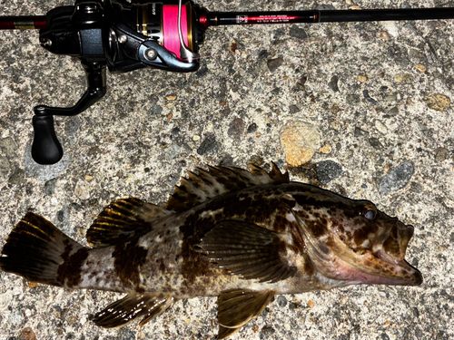 タケノコメバルの釣果