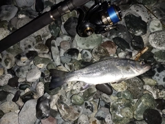 セイゴ（ヒラスズキ）の釣果