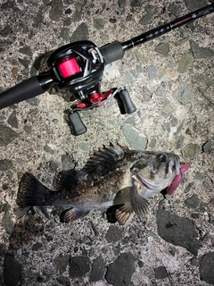 クロソイの釣果