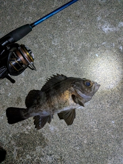 クロメバルの釣果