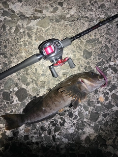 アイナメの釣果