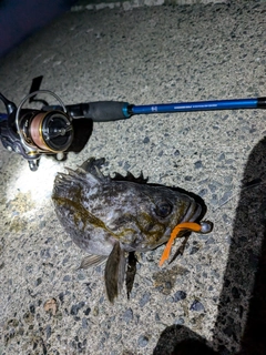 クロソイの釣果