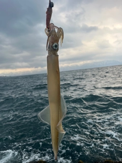 ヤリイカの釣果