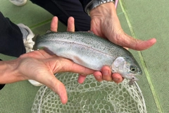 ニジマスの釣果
