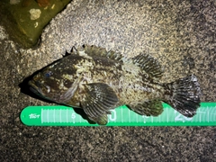 ムラソイの釣果