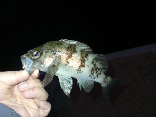 シロメバルの釣果