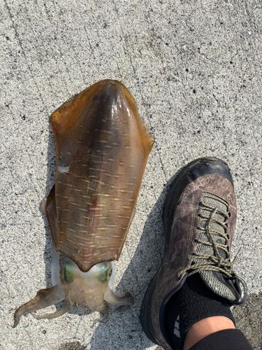 モイカの釣果