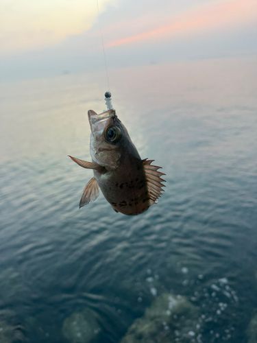 メバルの釣果
