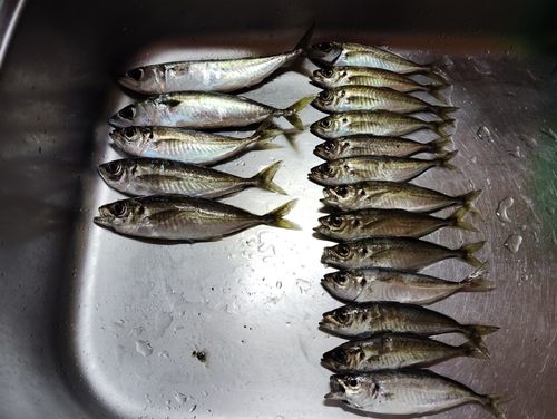 サバの釣果