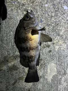 メバルの釣果
