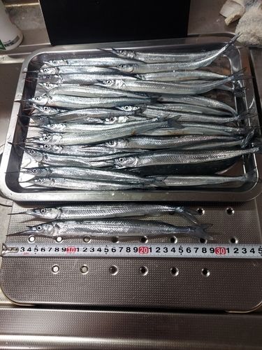 サヨリの釣果