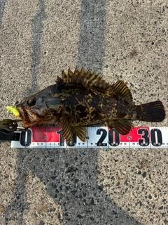 タケノコメバルの釣果