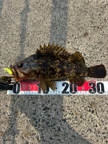 タケノコメバルの釣果