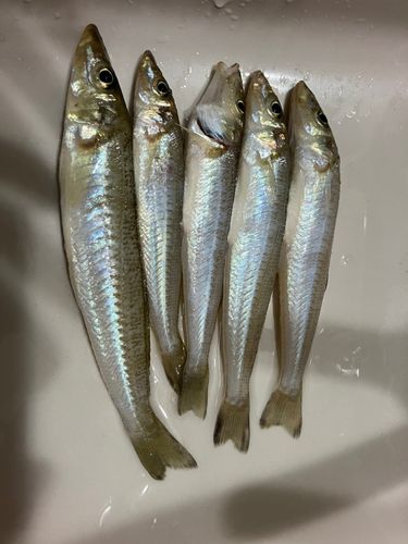 シロギスの釣果