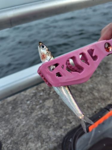 カタクチイワシの釣果