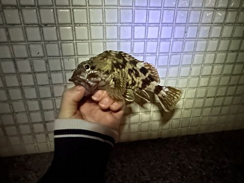 カサゴの釣果