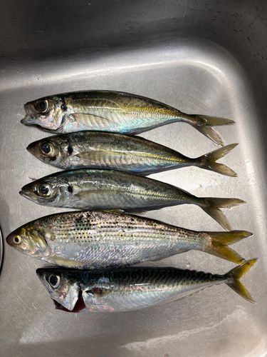 アジの釣果