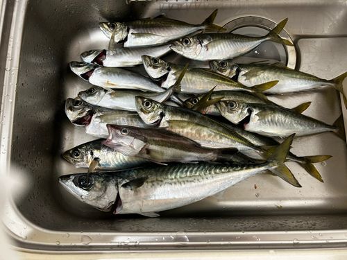 アジの釣果