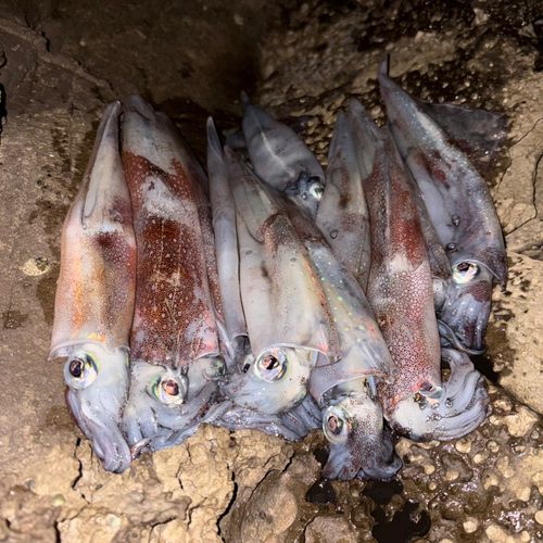 ヤリイカの釣果
