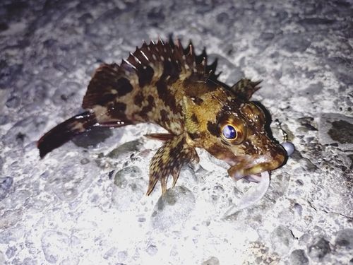 カサゴの釣果