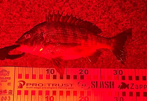 チヌの釣果