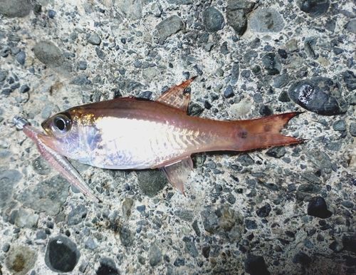 ヨコスジイシモチの釣果
