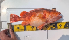 オキメバルの釣果
