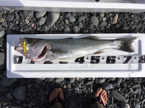 シーバスの釣果