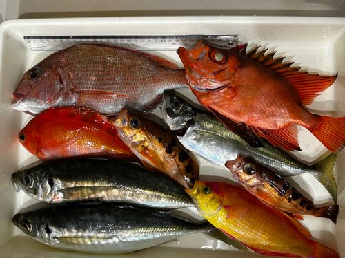 アジの釣果