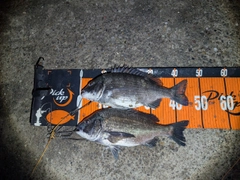 クロダイの釣果