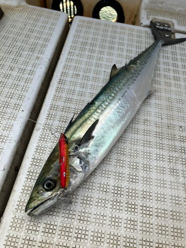 サゴシの釣果