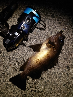 シロメバルの釣果