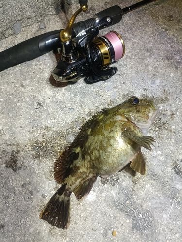 カサゴの釣果