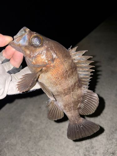 メバルの釣果