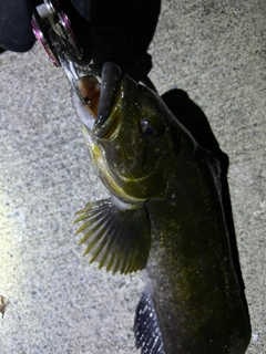 アイナメの釣果