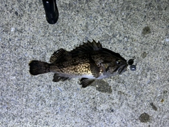 クロソイの釣果