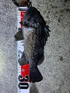 クロソイの釣果